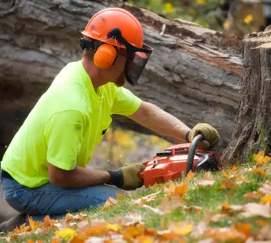 tree services Bloomfield